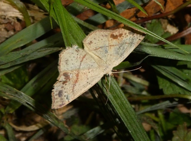 Cyclophora punctaria - sávos pettyesaraszoló