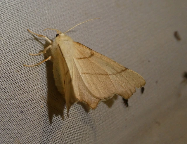 Ennomos erosaria - hársfa-levélaraszoló