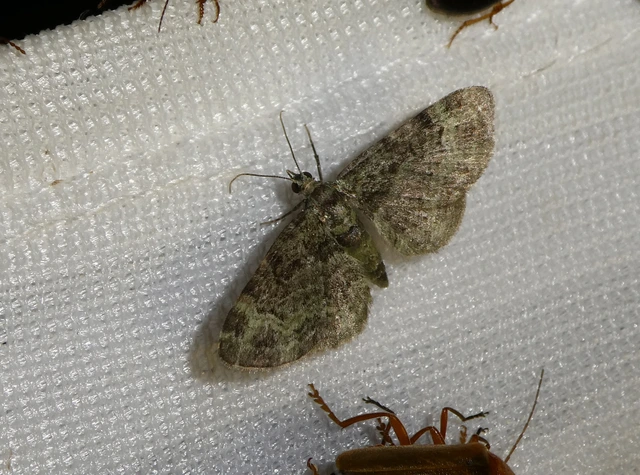 Pasiphila rectangulata - almavirág-araszoló