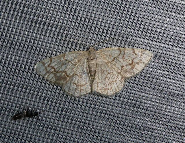 Stegania dilectaria - fehérnyár-araszoló