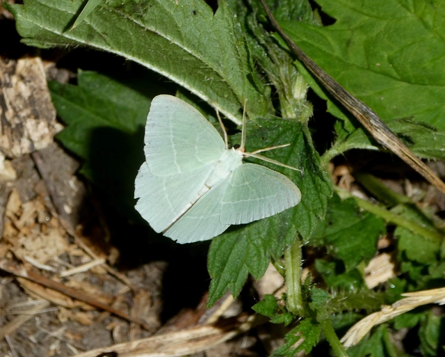 Hemistola chrysoprasaria - kékes zöldaraszoló