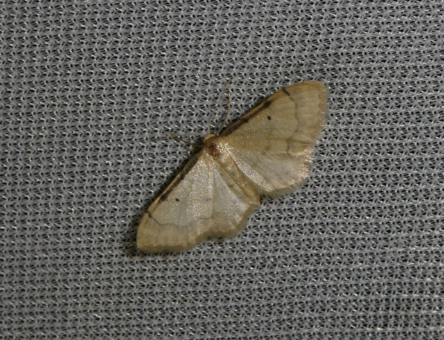 Idaea politaria - vonalas apróaraszoló