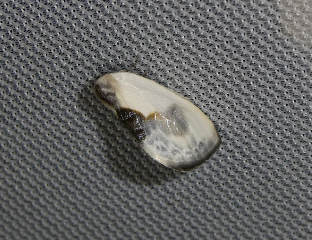 Cilix glaucata - törpe sarlósszövő