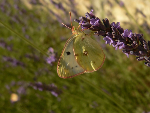 Colias alfacariensis - déli kéneslepke