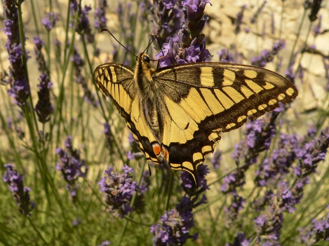 Papilio machaon - fecskefarkú lepke