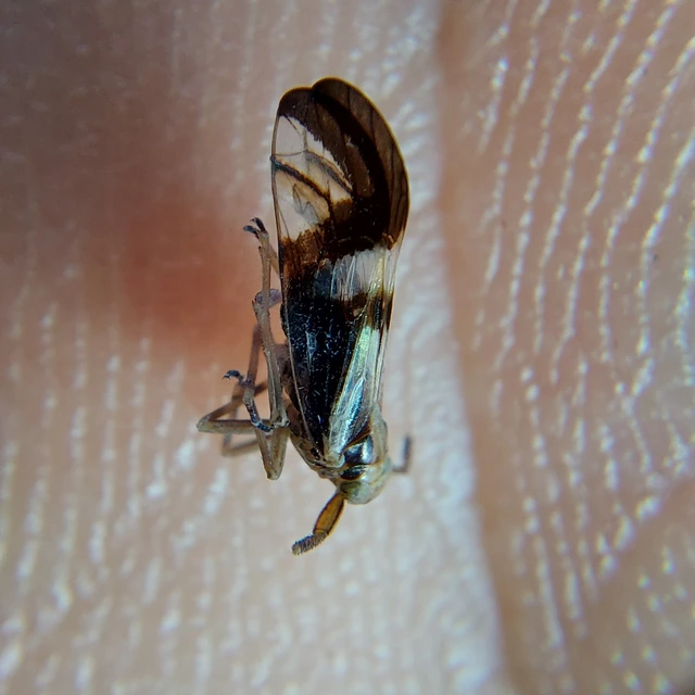 Delphax crassicornis