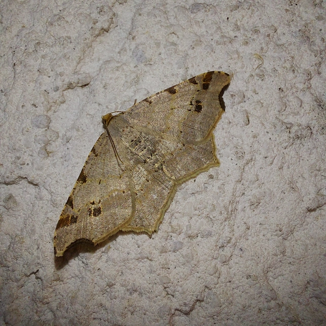 Macaria alternata - közönséges szürkearaszoló