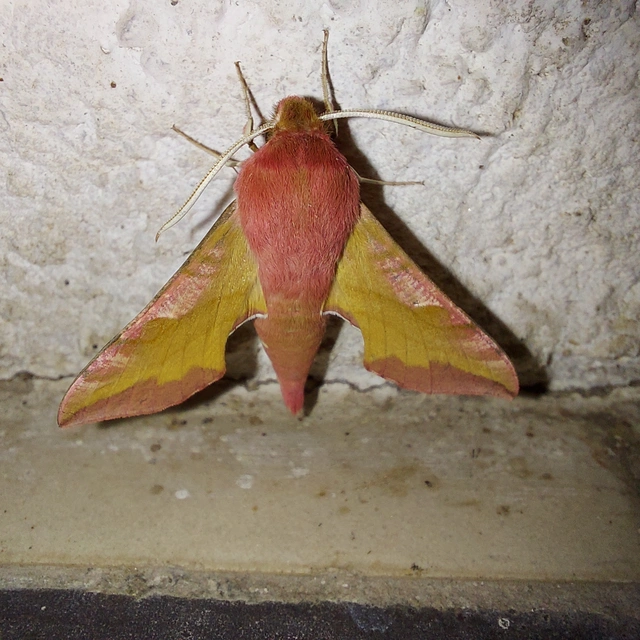 Deilephila porcellus - piros szender