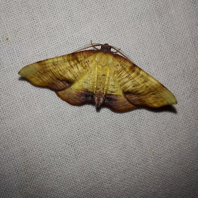 Plagodis dolabraria - baltaszárnyú araszoló