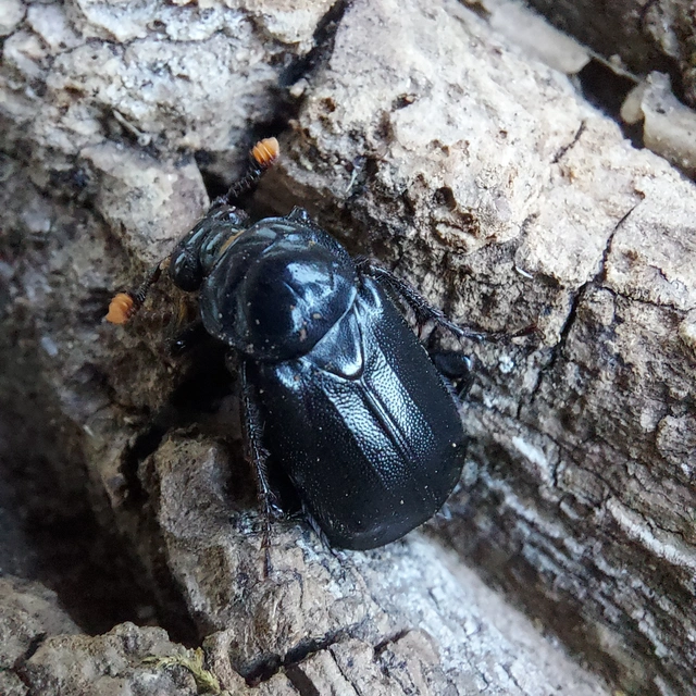 Nicrophorus humator - fekete temetőbogár