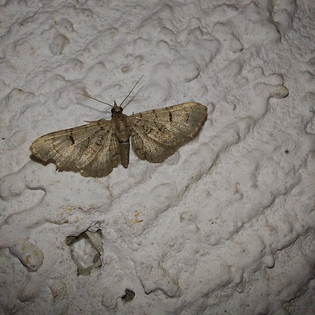 Eupithecia silenicolata - habszegfű-törpearaszoló