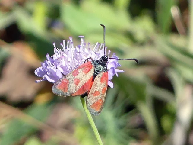 Zygaena loti - közönséges csüngőlepke