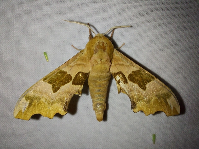 Mimas tiliae - hársfaszender