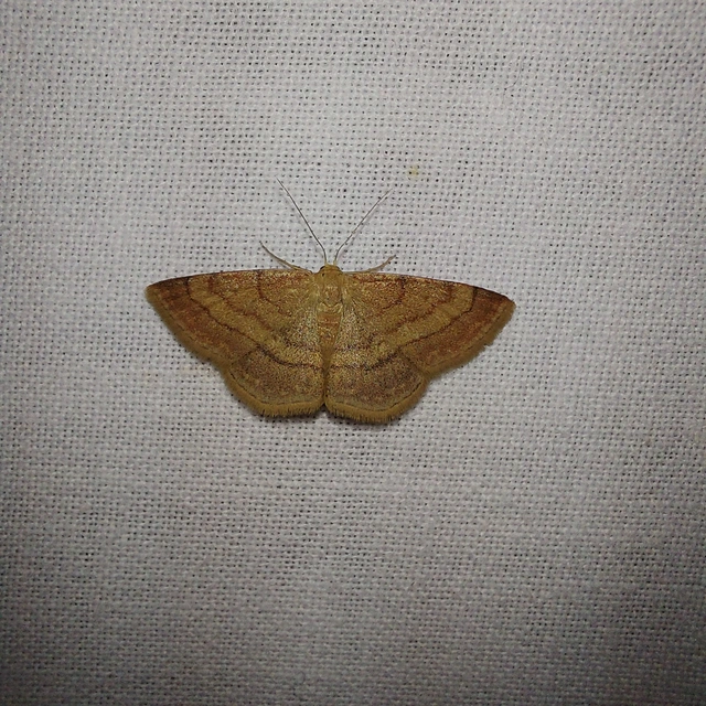 Scopula rubiginata - réti pirosaraszoló