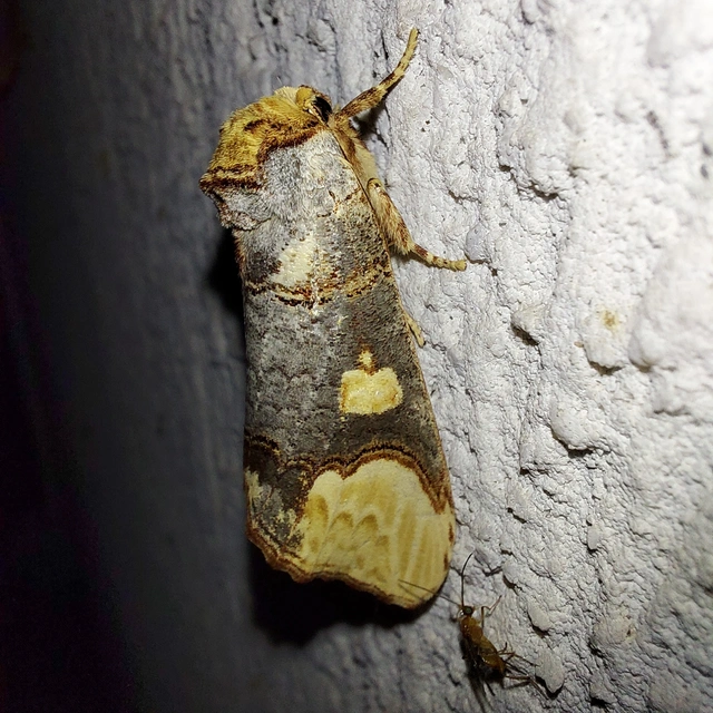 Phalera bucephaloides - magyar púposszövő