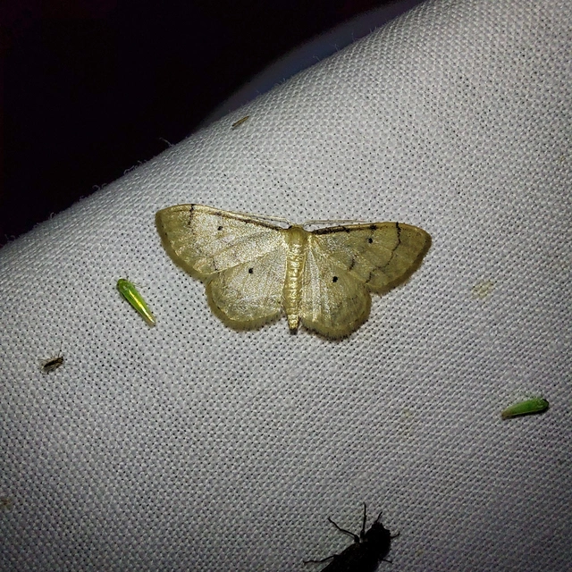 Idaea politaria - vonalas apróaraszoló