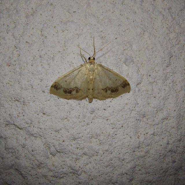 Idaea trigeminata - csúcsfoltos apróaraszoló