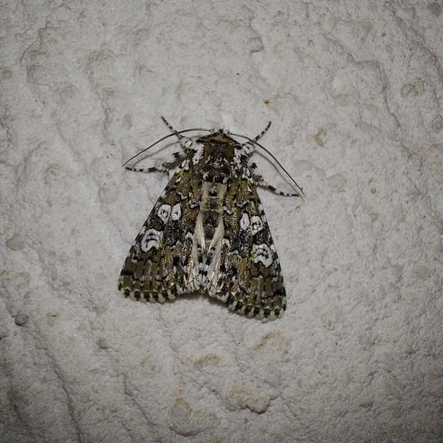 Lamprosticta culta - hármasfoltú bagoly