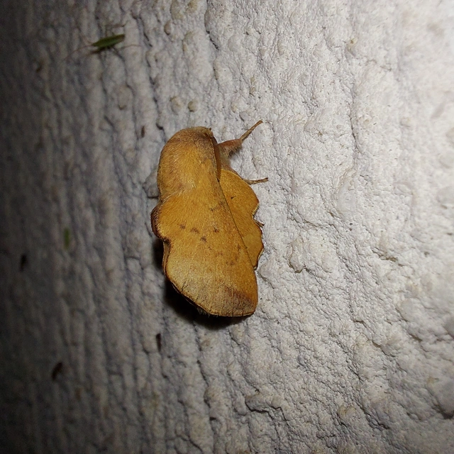 Phyllodesma tremulifolia - nyárlevélpohók