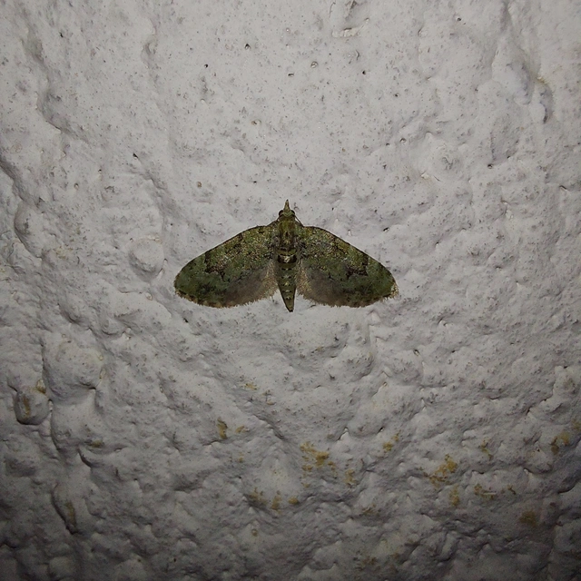Chloroclystis v-ata - zöldes törpearaszoló
