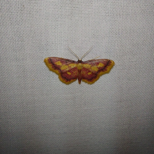Idaea muricata - mocsári pirosaraszoló