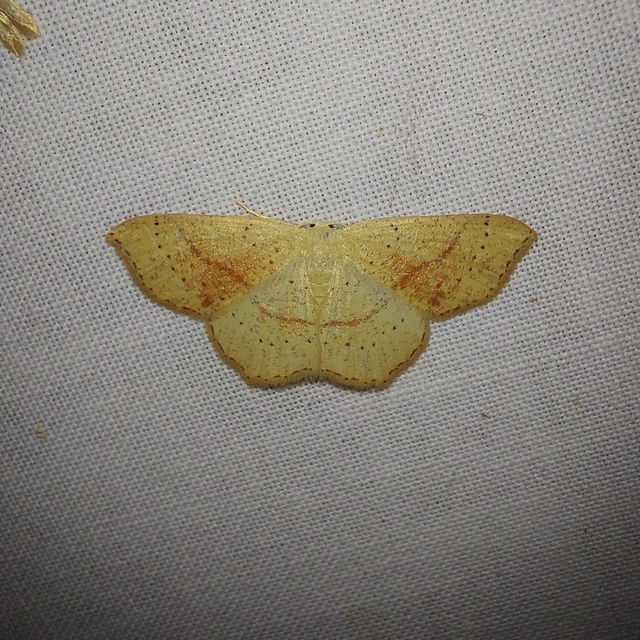 Cyclophora punctaria - sávos pettyesaraszoló
