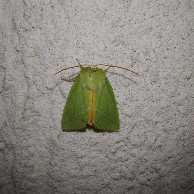 Pseudoips prasinana - bükkfa-zöldbagoly