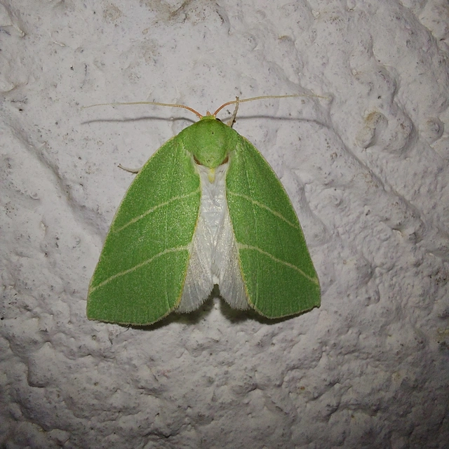 Bena bicolorana - tölgyfa-zöldbagoly
