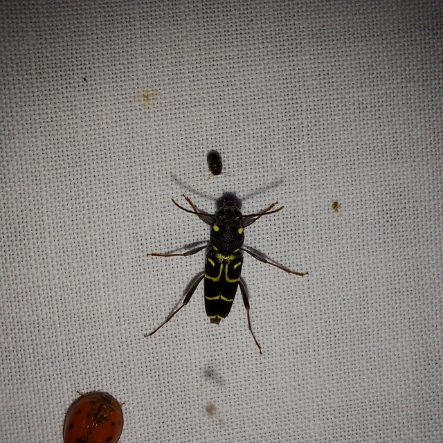Xylotrechus antilope - fürge darázscincér