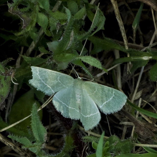 Chlorissa viridata - üdezöld araszoló