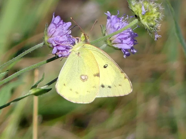 Colias erate - csángó-kéneslepke