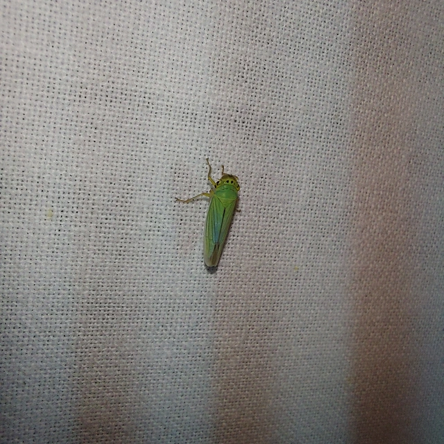 Cicadella viridis - méregzöld kabóca