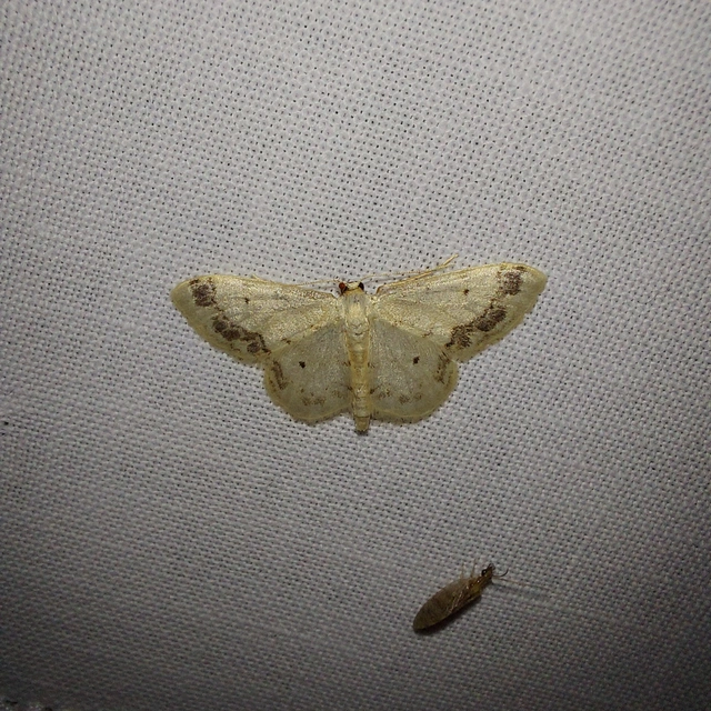 Idaea trigeminata - csúcsfoltos apróaraszoló