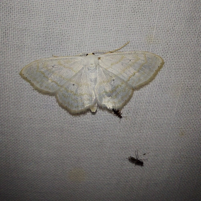Scopula subpunctaria - törtvonalas sávosaraszoló
