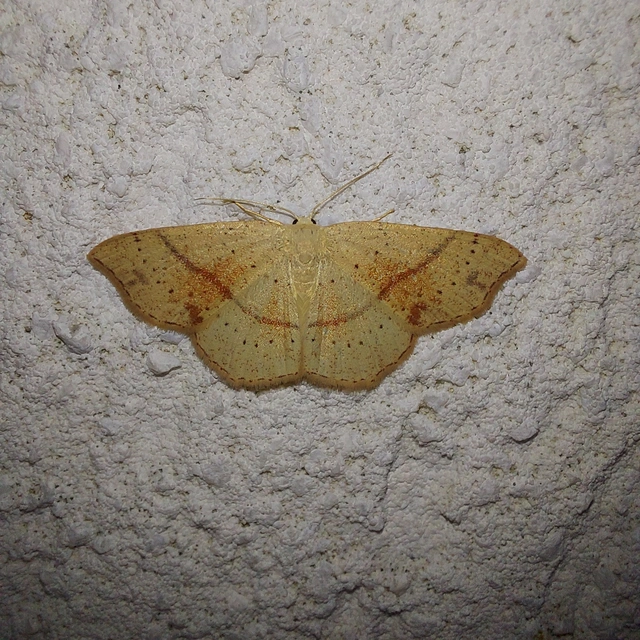 Cyclophora punctaria - sávos pettyesaraszoló