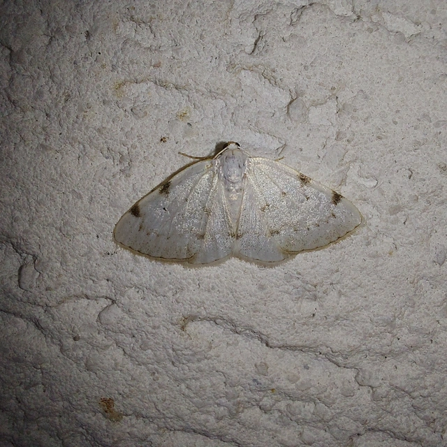 Lomographa bimaculata - kétpontos fehéraraszoló