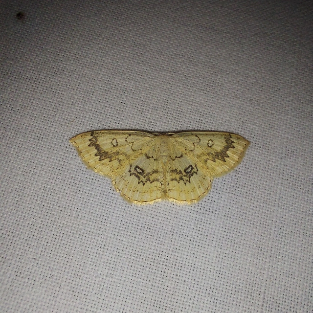 Cyclophora annularia - gyűrűs pettyesaraszoló