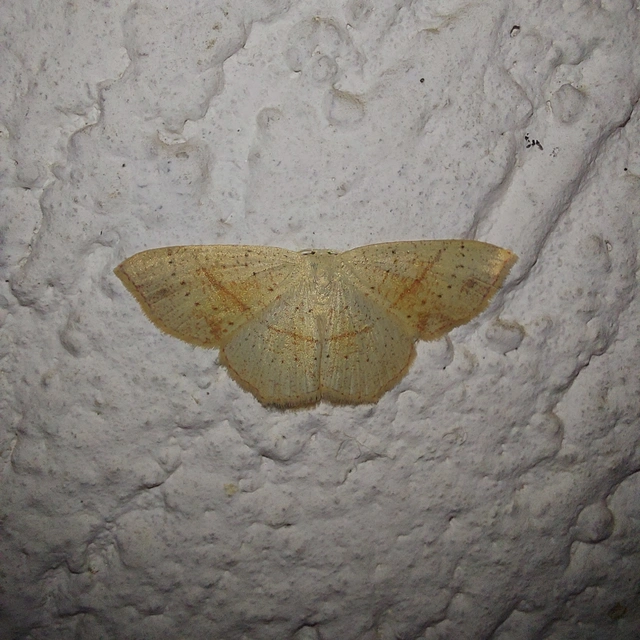 Cyclophora punctaria - sávos pettyesaraszoló