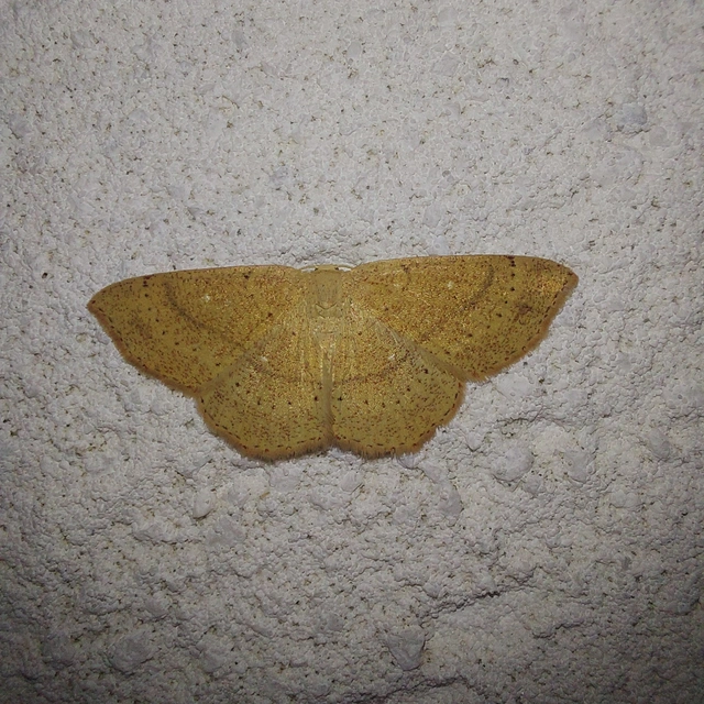 Cyclophora ruficiliaria - vörösrojtú pettyesaraszoló