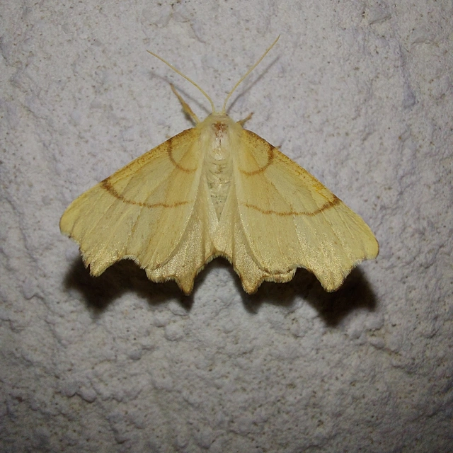 Ennomos erosaria - hársfa-levélaraszoló