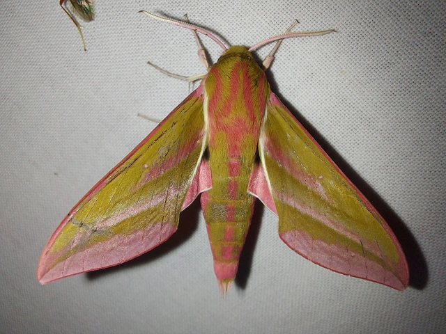 Deilephila elpenor - szőlőszender