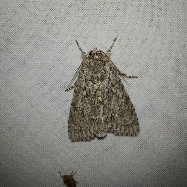Acronicta aceris - vadgesztenye-szigonyosbagoly