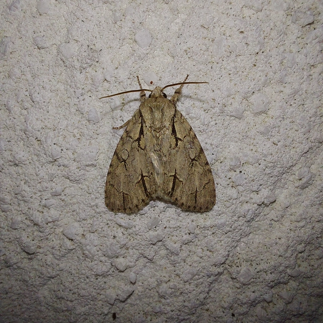 Acronicta cuspis/tridens/psi
