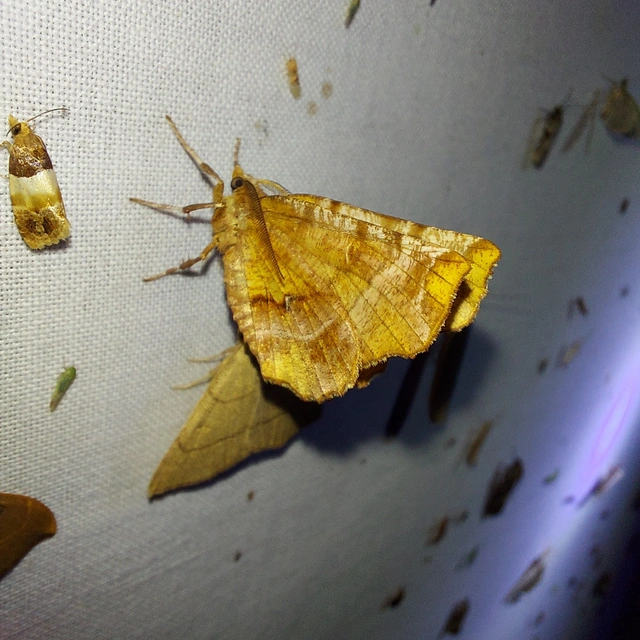 Selenia dentaria - kétfoltos holdasaraszoló