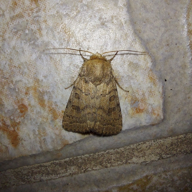 Hoplodrina octogenaria - barna selymesbagoly