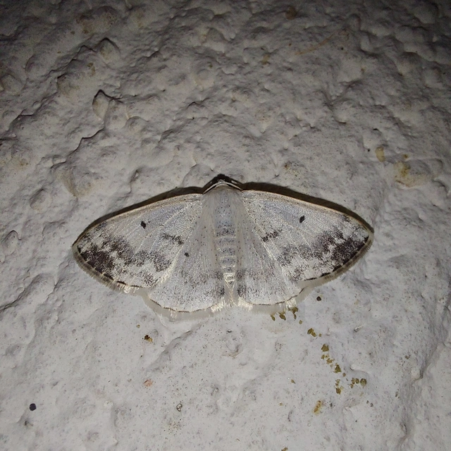 Lomographa temerata - foltos fehéraraszoló