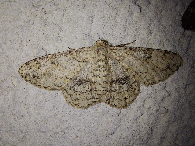 Ascotis selenaria - holdas faaraszoló