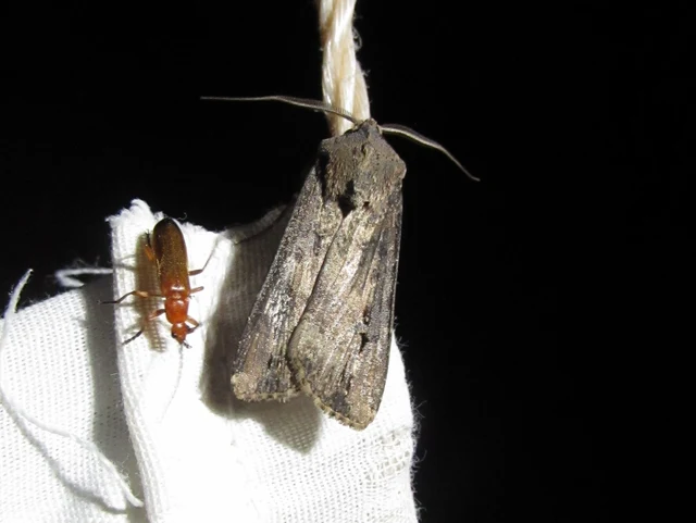 Agrotis ipsilon - nagy földibagoly