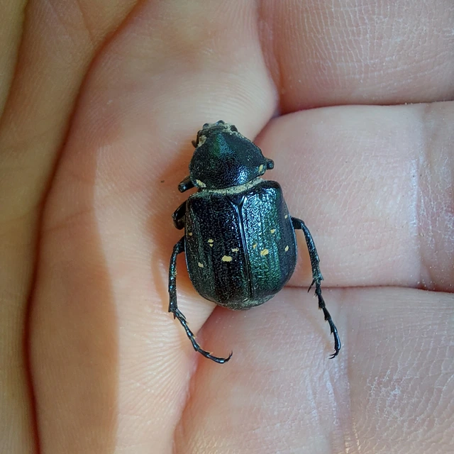 Gnorimus variabilis - nyolcpettyes virágbogár
