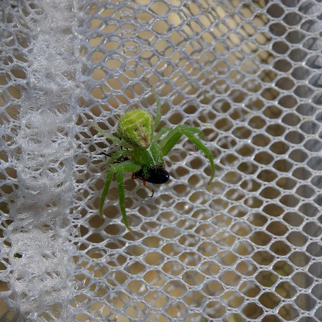 Heriaeus graminicola/hirtus